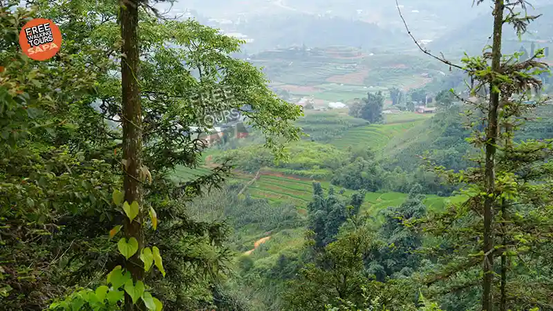 View of green Sapa rice terraces and Muong Hoa Valley framed by forest trees on a misty highland trekking trail in northern Vietnam