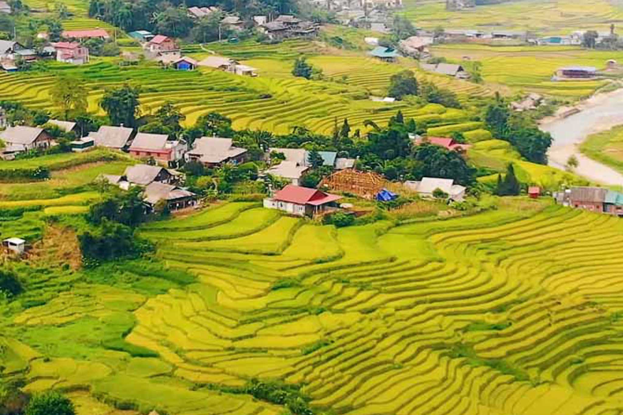 Best Time to Visit Sapa: When the Mountains Wear Gold